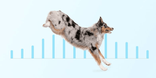 http://www.whistle.com/cdn/shop/articles/the-top-5-athletic-dog-breeds-115964_600x.png?v=1660257899