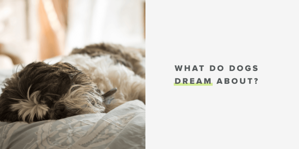 what do dogs dream about