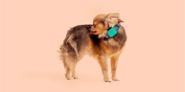 http://www.whistle.com/cdn/shop/articles/why-does-my-dog-lick-so-much-642617_600x.png?v=1691427456