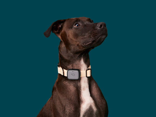 GPS Dog Collars, Health Monitors & Designer Leashes - Whistle