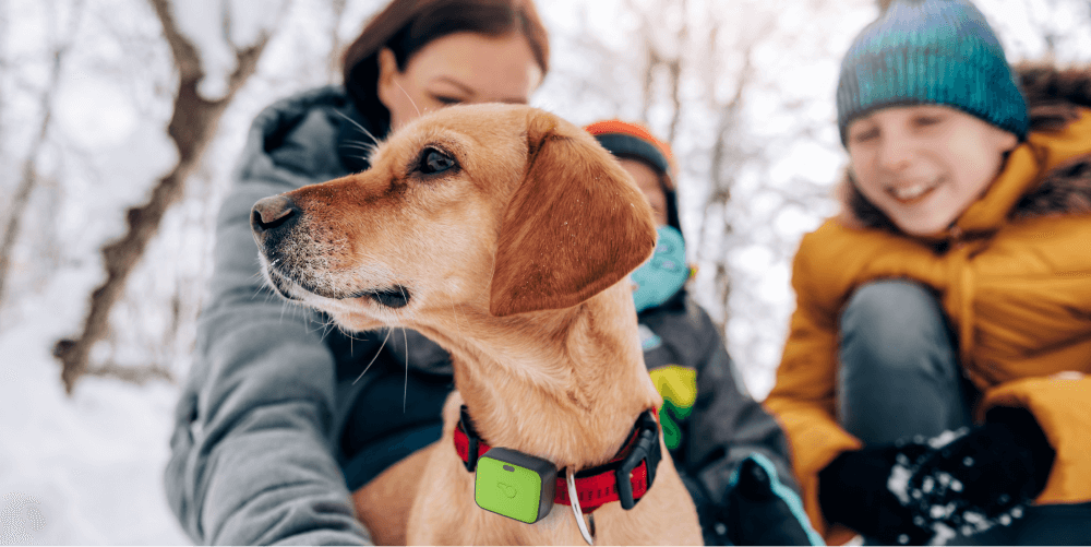 4 Tips for Holiday Travel with Your Pet - Whistle