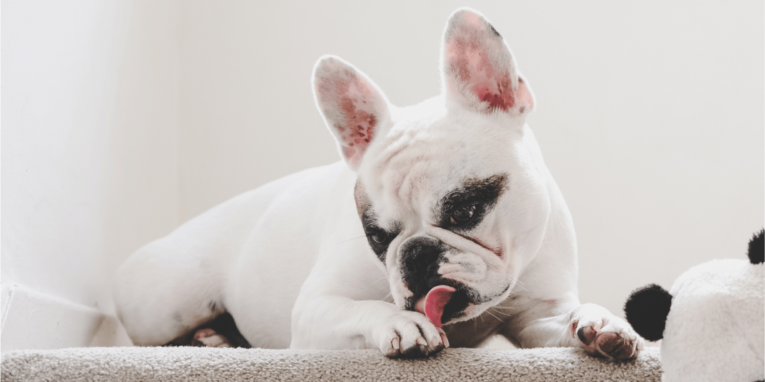 Why Your Dog Licks You – And How to Stop It - Whole Dog Journal