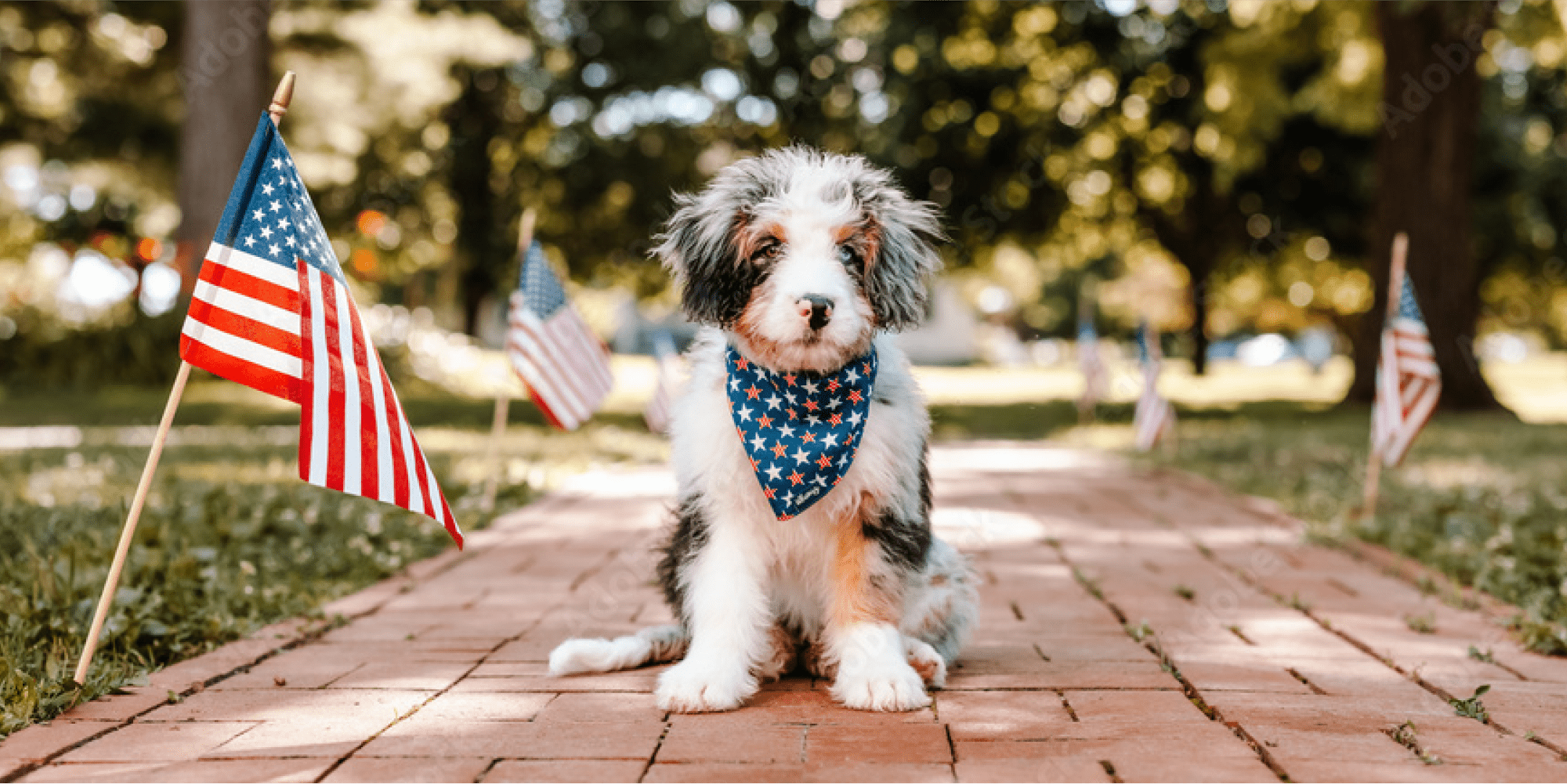 Celebrate July 4th Safely with your Dog - Whistle
