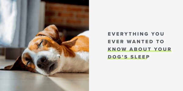 How Much Do Dogs Sleep? - Whistle