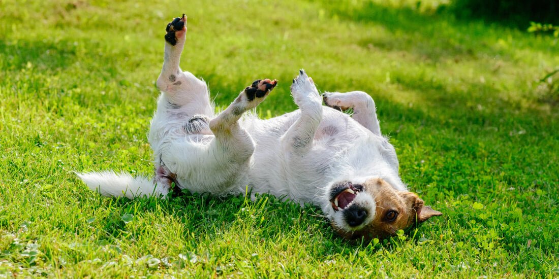 Help! My Dog is Scratching A Lot | Whistle Blog