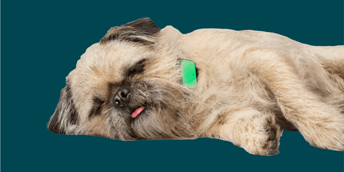 https://www.whistle.com/cdn/shop/articles/help-why-does-my-dog-sleep-so-much-886206.png?v=1691427450&width=2000