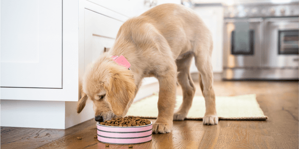 How Much Food Should I Feed My Dog? - Whistle