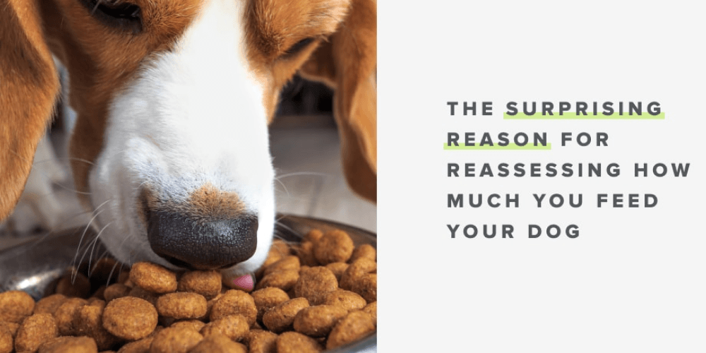 How Much Should You Feed Your Dog?