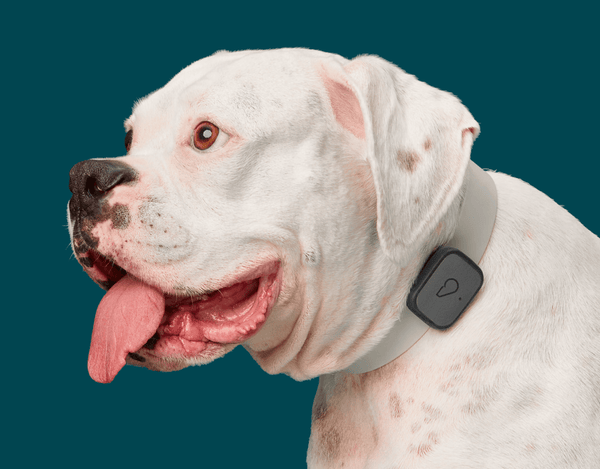 Whistle GPS Pet Tracker and Activity Monitor for Pets
