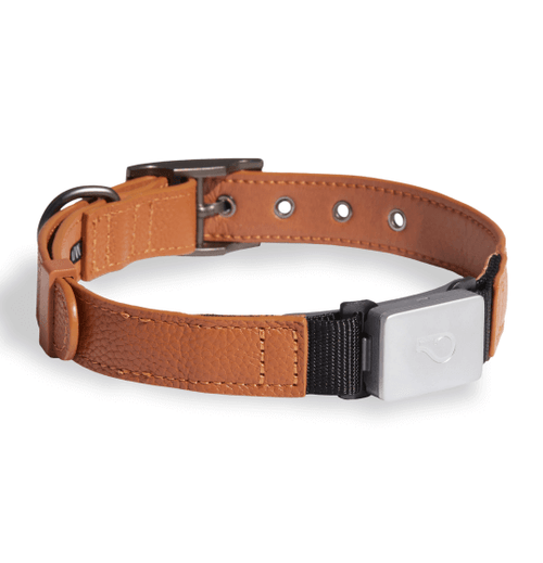 Best Dog Collars (2023): 15 Cool Dog Collars for Style and Safety
