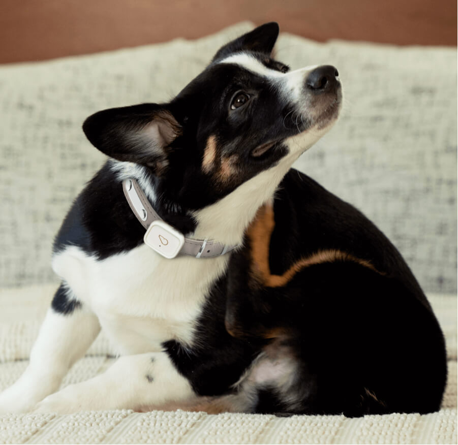 The whistle dog clearance tracker