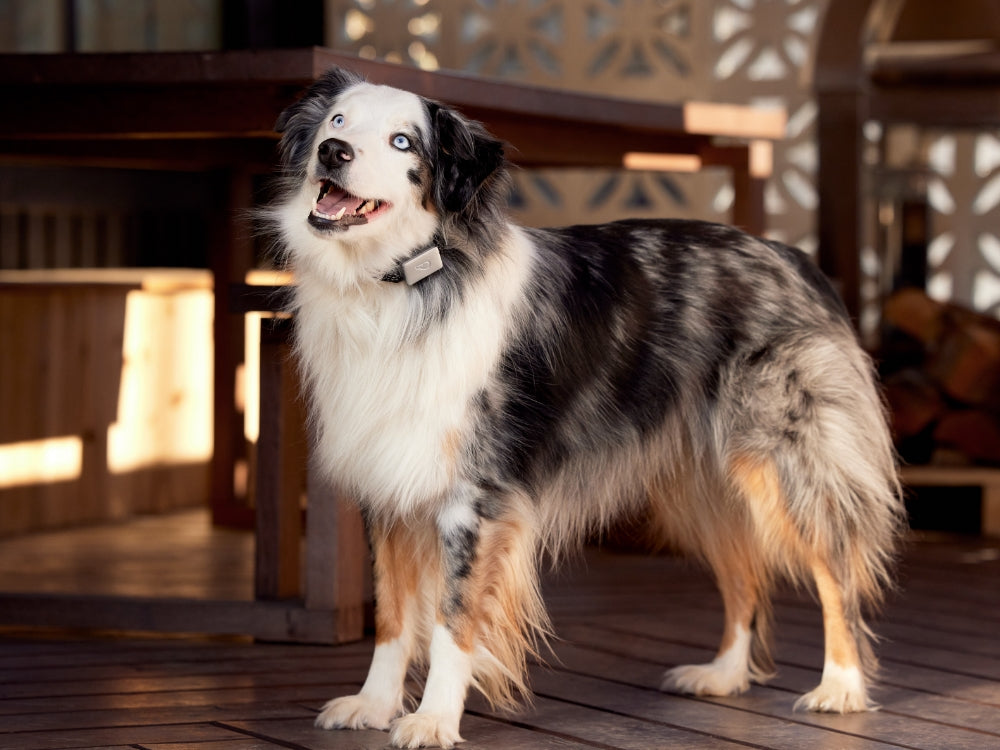 Whistle dog tracker clearance australia