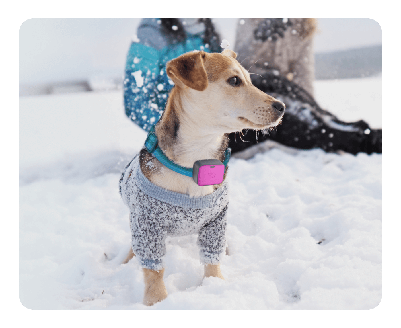 Dog wearing Whistle Go Explore playing in the snow