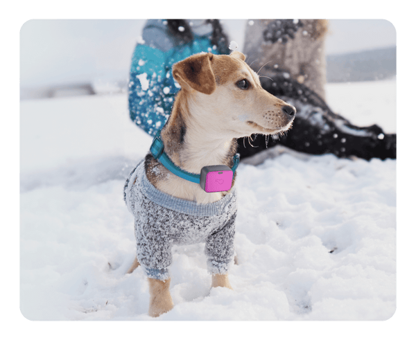 Dog wearing Whistle Go Explore playing in the snow