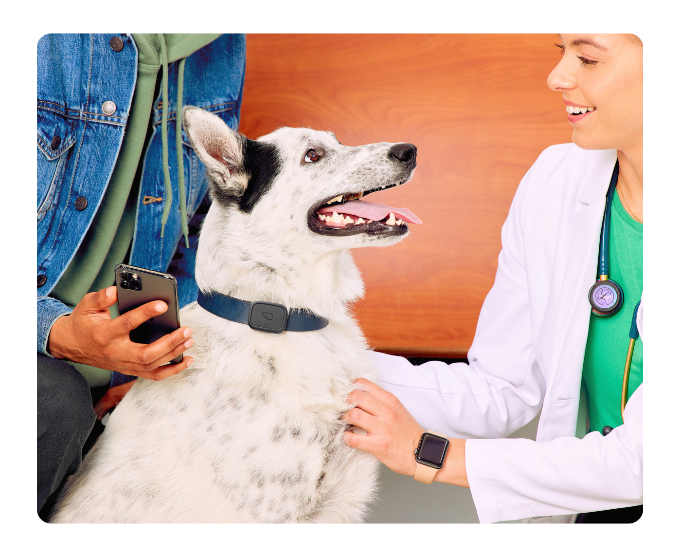 Dog wearing Whistle Health 2.0 Tracker at the vet's office