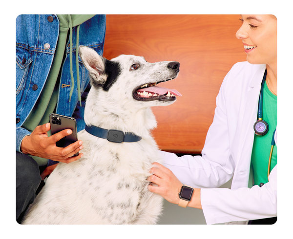 Dog wearing Whistle Health 2.0 Tracker at the vet's office