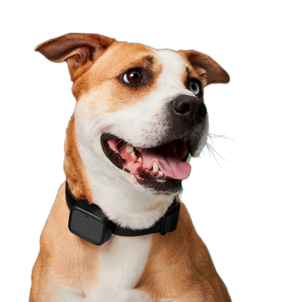Whistle Interruptor GPS + Health + Fitness Smart Dog Collar, rastreador GPS  24/7 para perros más monitor de salud y fitness para perros, diseño