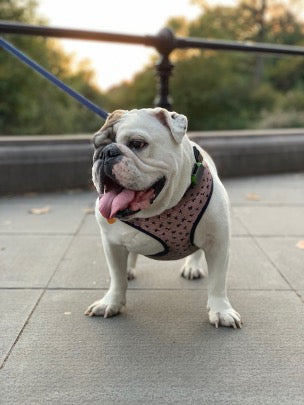 Dog wearing Whistle Health 1.0 Smart Device