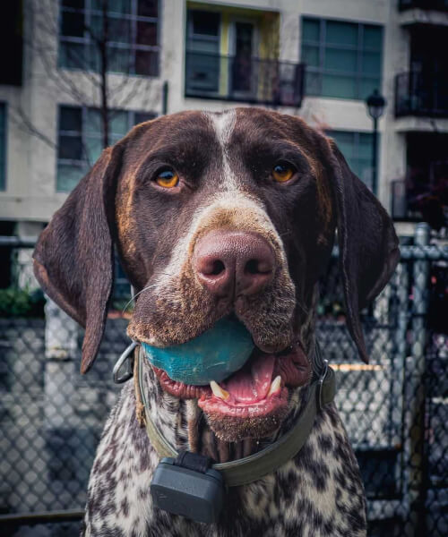 The whistle dog outlet tracker