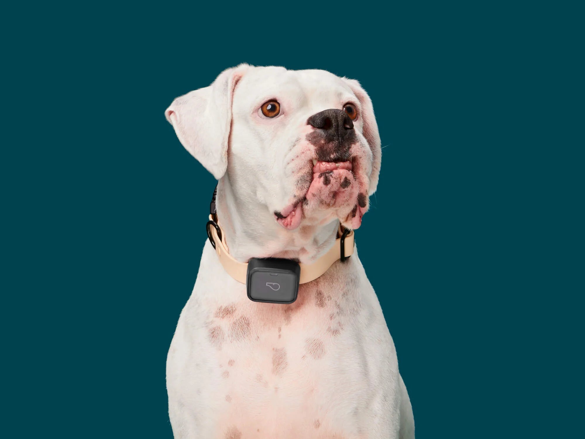 The 6 Best Dog GPS Trackers of 2024, Tested and Reviewed